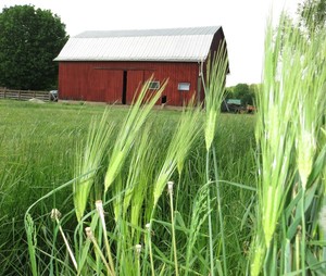 Dickie Bird Farm, LLC