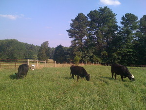 Windy Meadows
