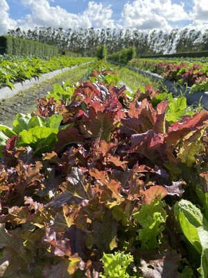 Kai Kai Farm