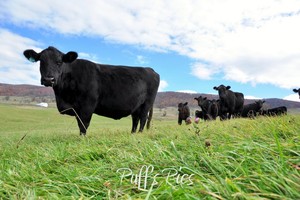 Puffenbargers Farm Beef