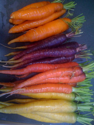 Sanders Field Farm