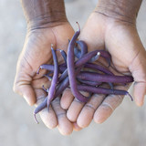 Gila Farm Cooperative