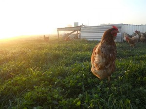 Canter Hill Farm