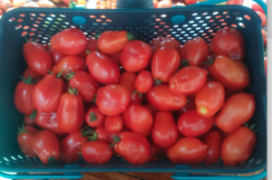 Crow Haven Farm