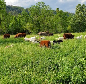 Shade Mountain Meadows