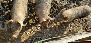 R n R Farm