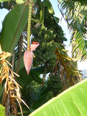 Super Banana Farm