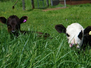 Blackbriar Farms