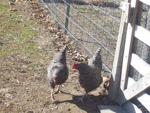 2 Chics Poultry Plantation