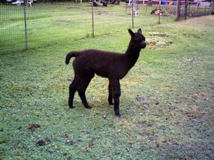 K&J Alpacas
