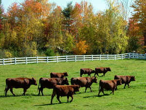 Spruce Bay Farm