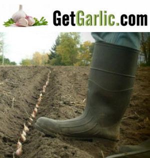 GetGarlic.com