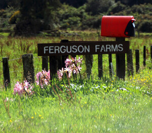 Ferguson Farms
