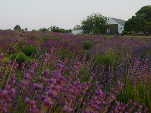 Carousel Farm Lavender