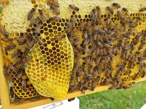 Queen Bee Farm