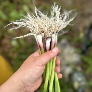 Bayfield Foods CSA