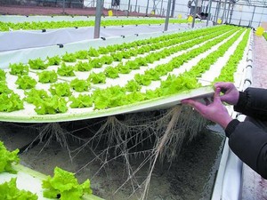Broward Lettuce Farm