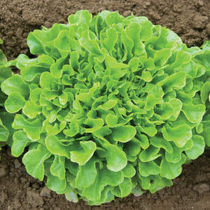Resilient Growers