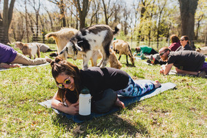 Green Finned Hippy Farm
