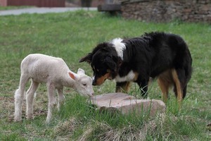 Boreland Family Farm - Pastured Lamb