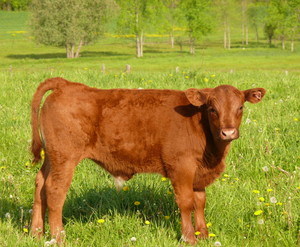 Fairchild Farm