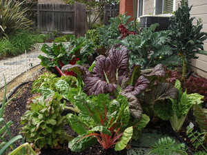 Delicious Gardens!