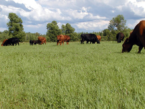 Ashton Glen Farm