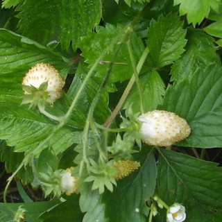 Sharon's Natural Gardens