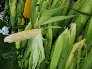 SaintParis FarmersMarket