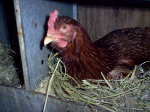 A. H. Herb'n Craft Farm