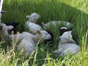 Bethel Family Farm