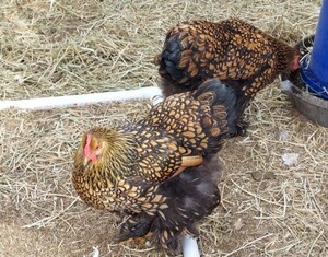 BarnYard Eggs And Chicks