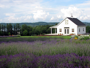 Lockwood Lavender Farm