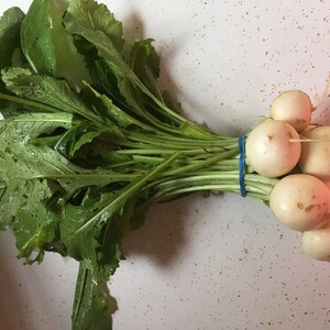 Aunt Beez Greenhouse