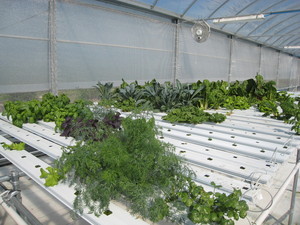 Florida Pure Produce