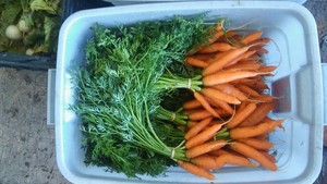 Dirt Rich Farm