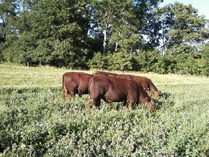 Rustling Oaks Farm