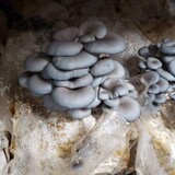 Haw River Mushrooms