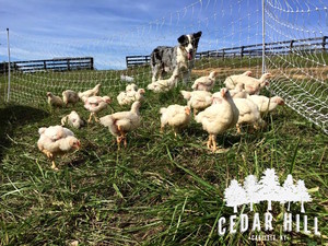 Cedar Hill Pastured Meats CSA
