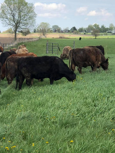 Irish Grove Farms, Inc.