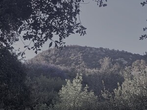 Bear Ridge Ranch Rescue