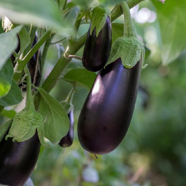 eggplant