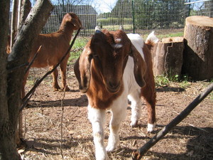 Huhnerhof Acres
