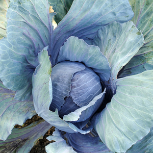 Sunbow Farm