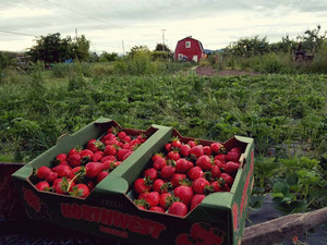 Midway Farms