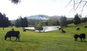 Harned Ranch Beef Co.
