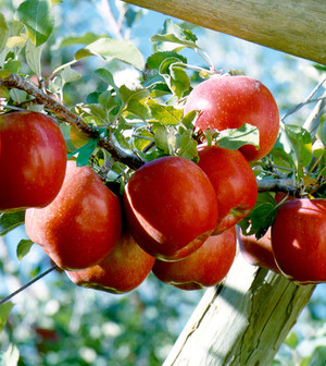Bountiful Fruit