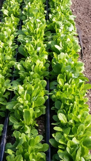 Eilert's Acres-CSA Vegetable Farm