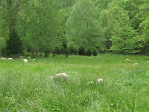 HeartFarm Natural Grass-Fed Lamb and Beef