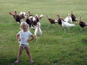 Red White and Blue Turkey Farm